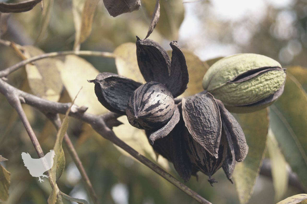 What Does The Pecan Tree Mean To Texas?
