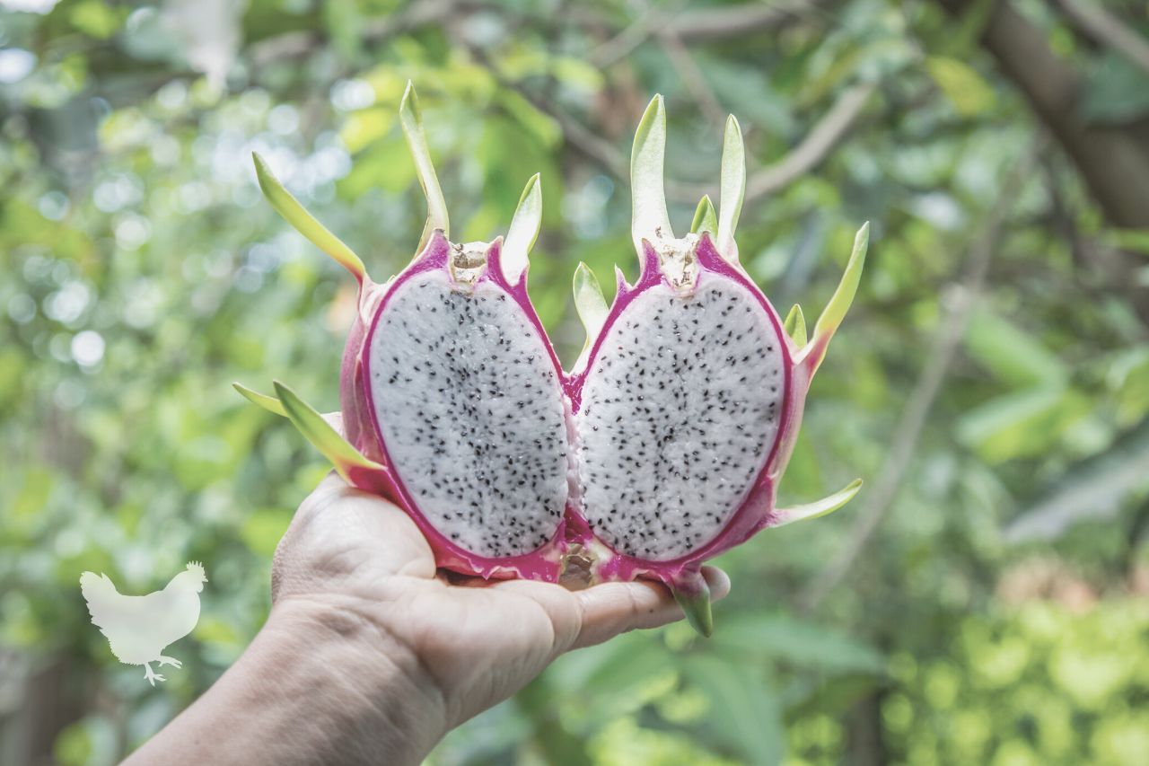 Are There Any Uses For Dragon Fruit Skin?