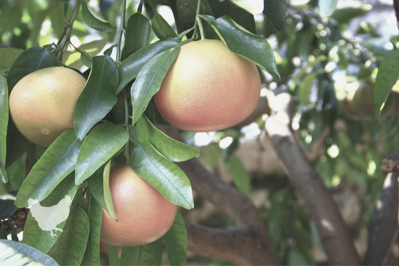 Should You Eat The Skin On Grapefruit?