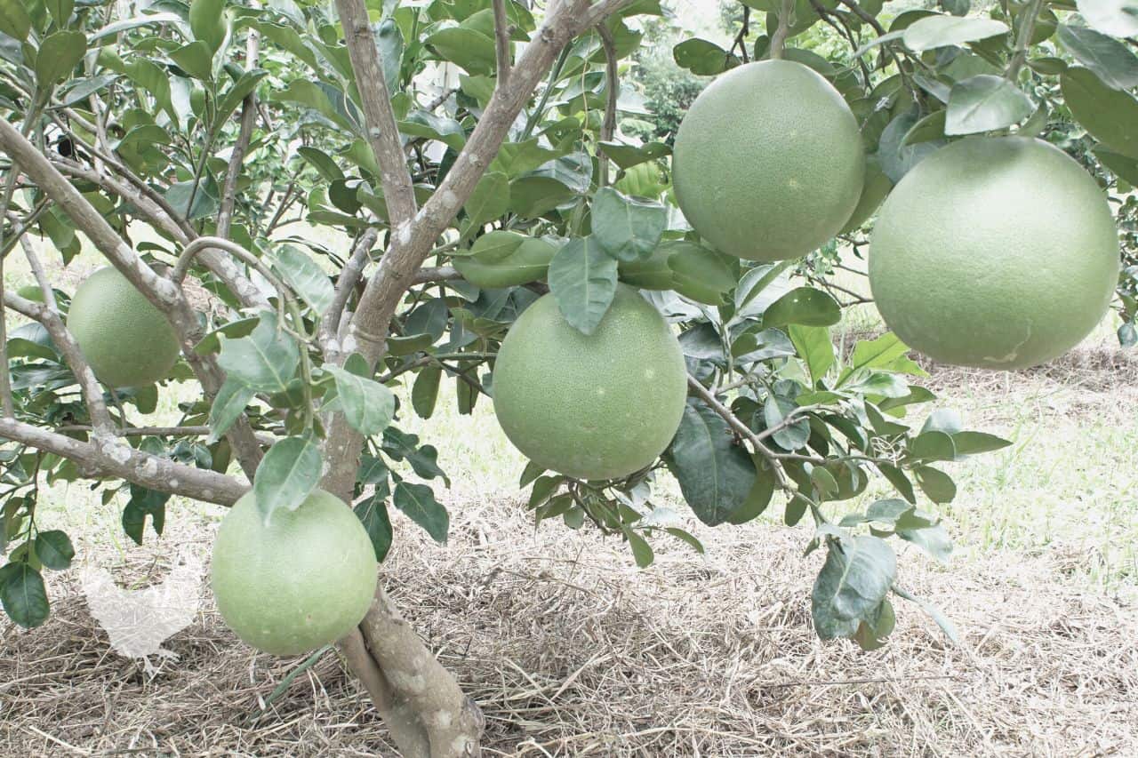common problems with grapefruit trees