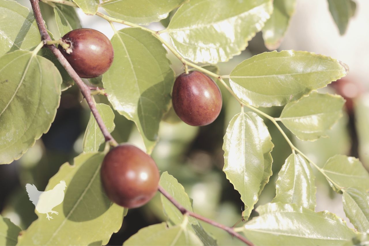 Which Country Is The Largest Producer Of Jujube?