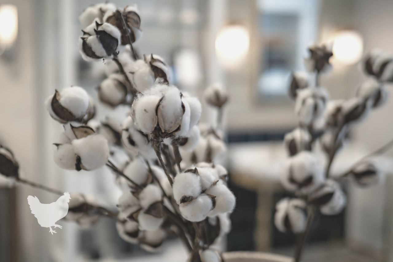 how to preserve cotton stalks Frequently Asked Questions