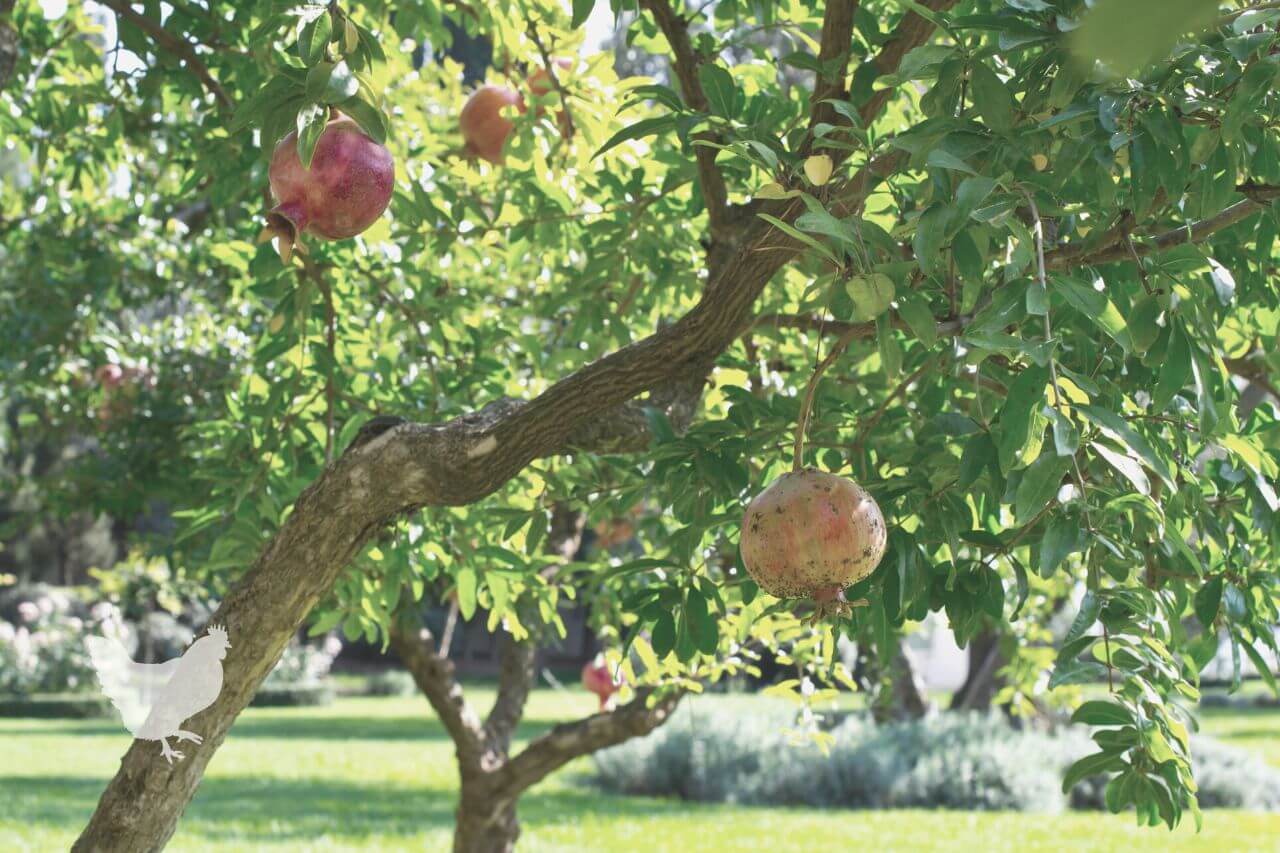 What USDA Zones Can Pomegranate Trees Grow In?