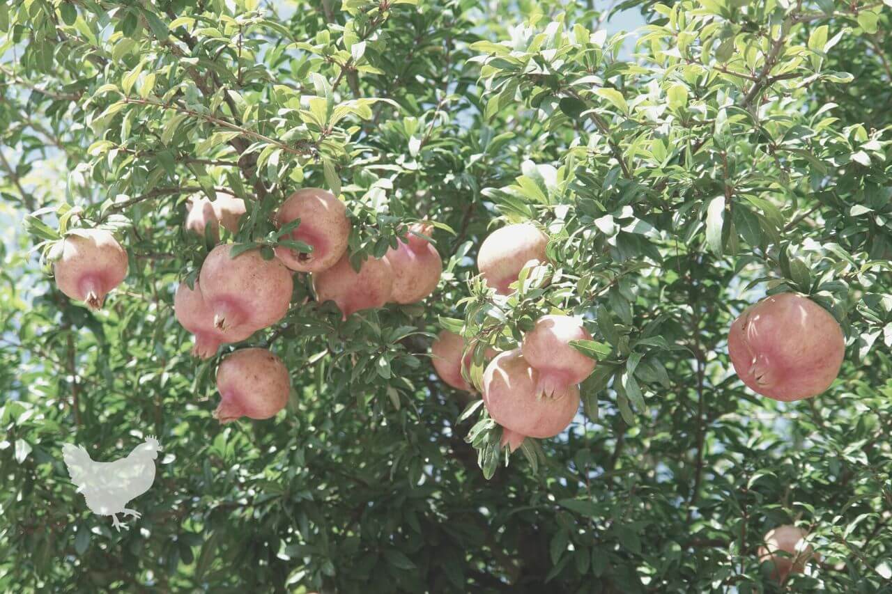 Which Spray Is Best For Pomegranate Trees?