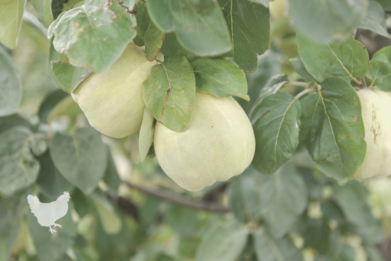 What Time Of Year Do You Prune A Quince Tree?