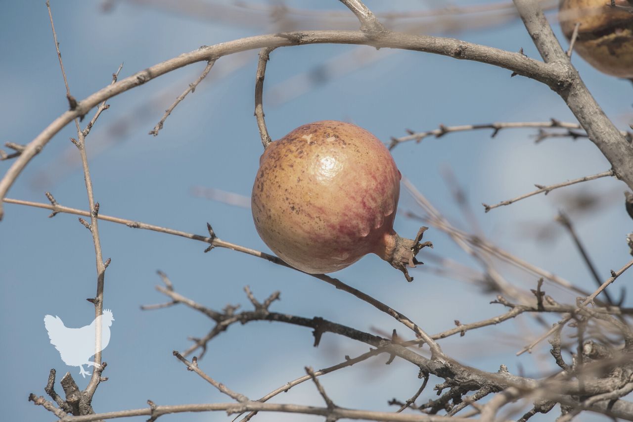 How To Protect Pomegranate Trees From Birds And Other Wild Animals