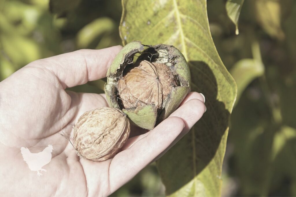 Growing & Maintaining Walnut Trees Can Be A Very Profitable Venture
