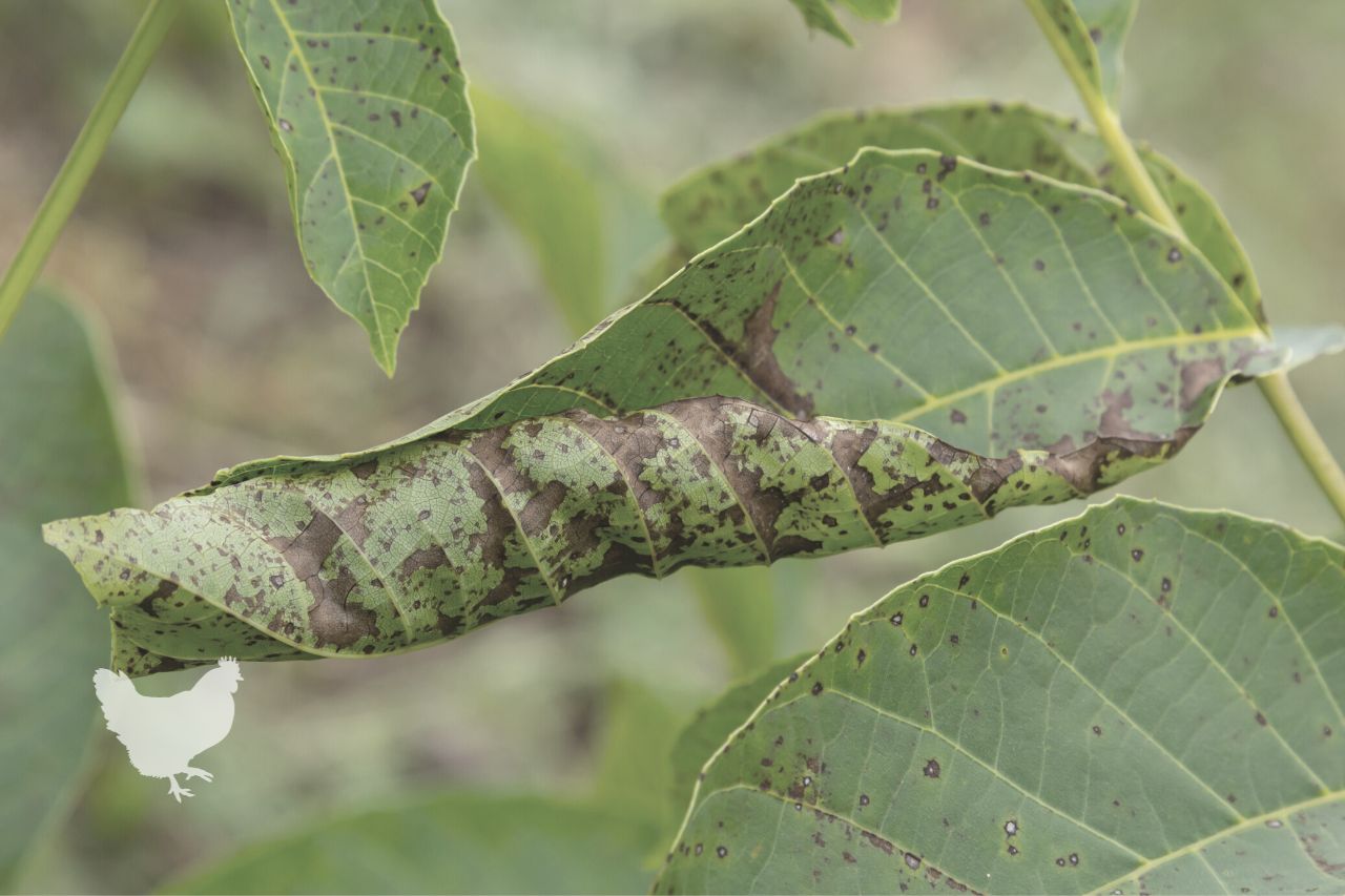 Most Common Diseases In Walnut Trees