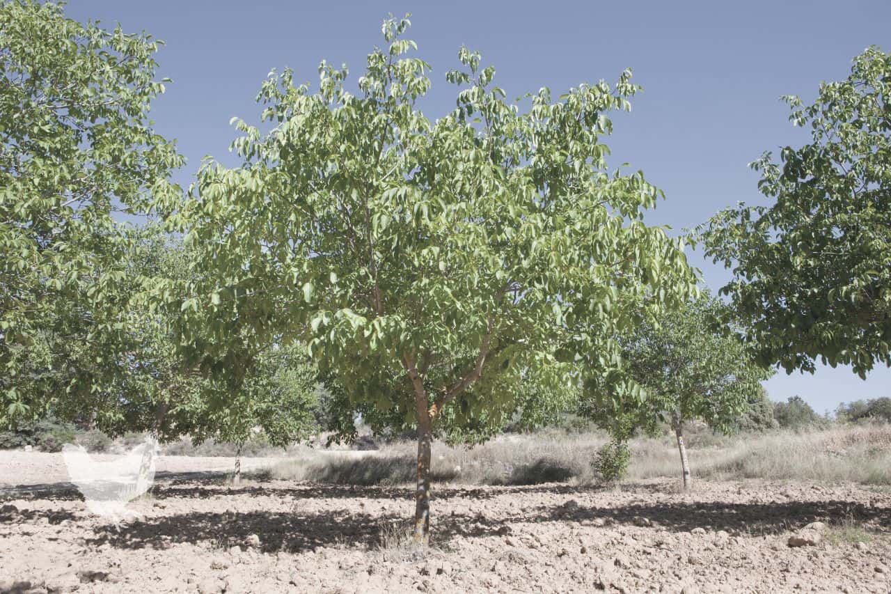 Why Do Black Walnut Trees Produce Juglone?
