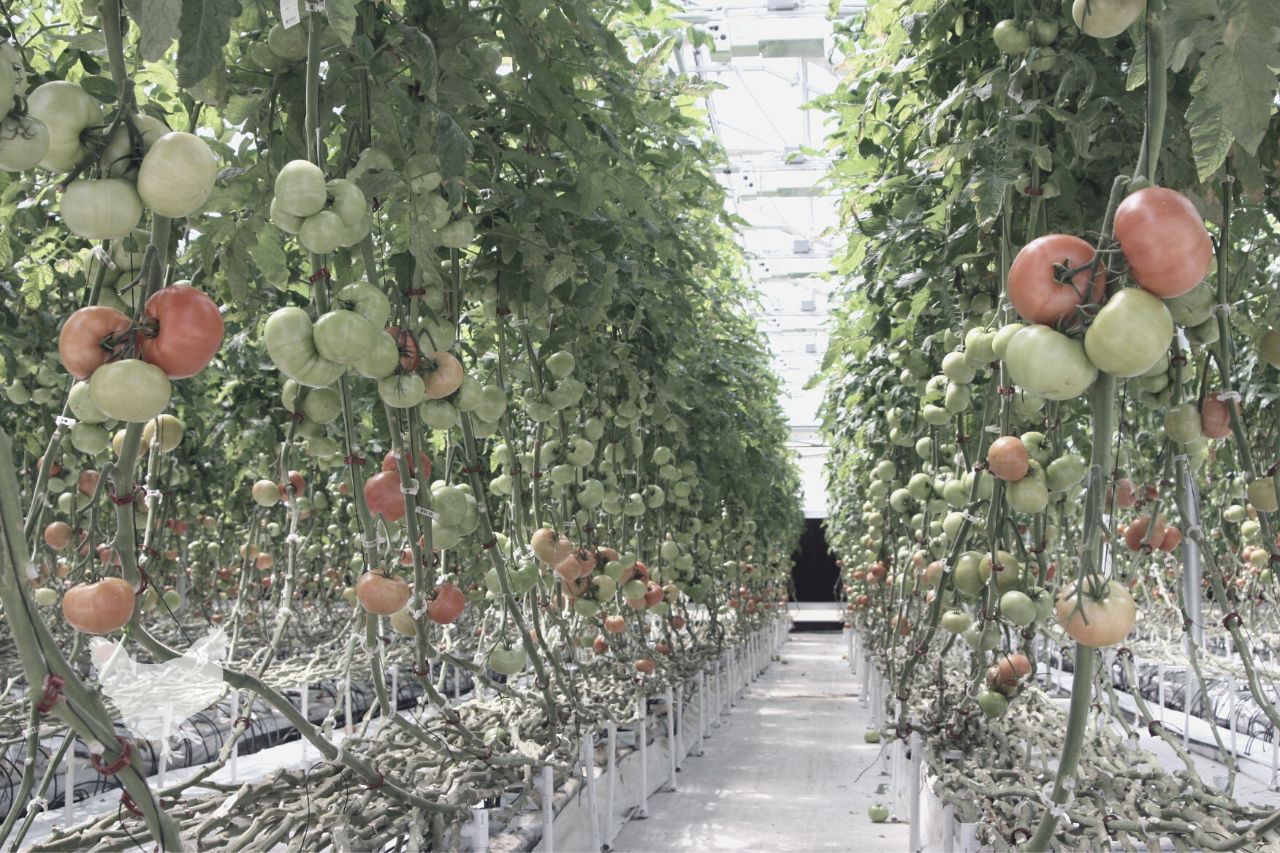 how to grow tomatoes indoors hydroponically Frequently Asked Questions