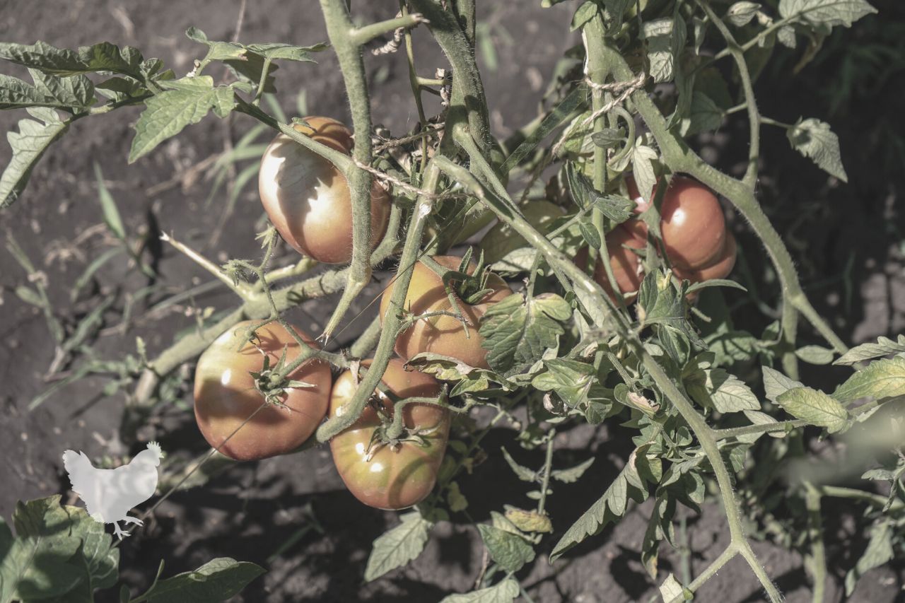 what causes white spots on tomatoes Good Luck With Your Tomatoes